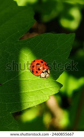 tiny cutie lady bug on his way looking for some warm sun rays, beautiful amazing nature 