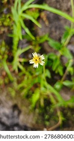 A tiny daisy-like flower with delicate white petals surrounding a bright yellow center.