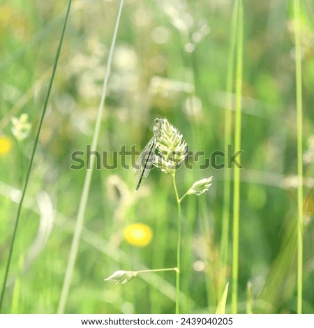 A tiny damsel fly on a blade of grass