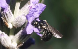 A Tiny Dark Metallic Ceratina Small Carpenter Bee Pokes Its Head Into The Opening Of A Purple Lavender Flower To Retrieve Relaxing And Calming Nectar. Long Island, New York, USA