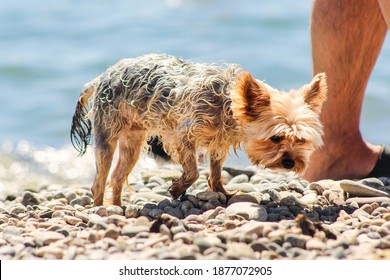 Tiny Decorative Dog Walks On Beach After Swimming In Sea