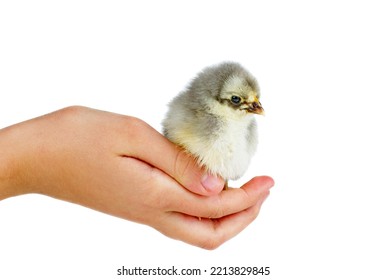 Tiny defenceless gray chicken on human palm isolated on the  white background