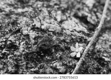 Tiny delicate fallen flower resting peacefully on rough textured ground beside slender twig in nostalgic monochrome macro photography composition capturing quiet fragile nature