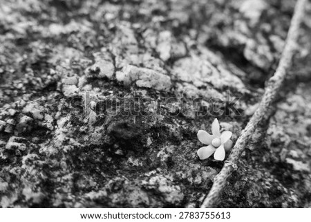 Tiny delicate fallen flower resting peacefully on rough textured ground beside slender twig in nostalgic monochrome macro photography composition capturing quiet fragile nature
