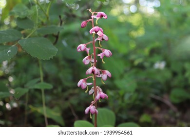 Tiny Delicate Flowers On A Pink Wintergreen Plant.