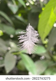 Tiny delicate white feather suspended mid-air on fine spider web thread against blurred green foliage.