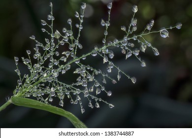 Tiny Dew Drops On The Tips Of Panicgrass Weed Seeds. 