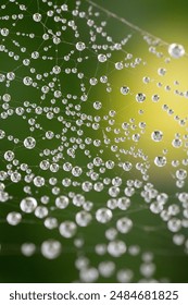 Tiny dewdrops clinging to a spiderweb, creating a beautiful natural pattern reflecting the green background, Spiderweb covered with dew drops reflecting green background
