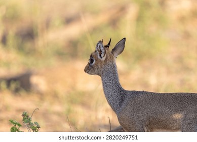 Tiny dik-dik stands in profile among dry grass with its large dark eye catching the light in the Masai Mara, Kenya.