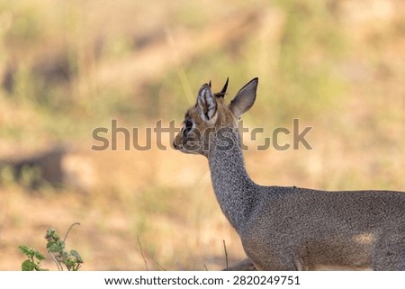 Tiny dik-dik stands in profile among dry grass with its large dark eye catching the light in the Masai Mara, Kenya.