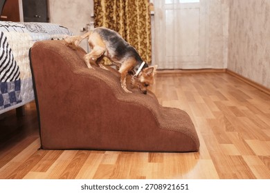 Tiny dog carefully walking down soft bedside pet stairs from high bed in slow motion, cozy bedroom interior, safe access for small or senior pets