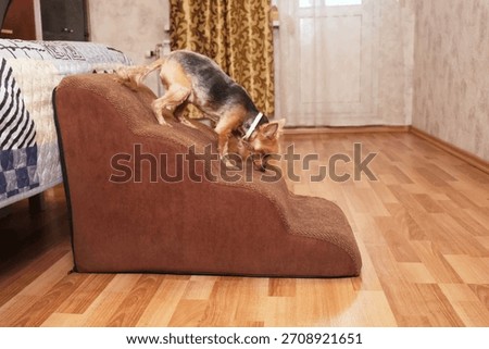 Tiny dog carefully walking down soft bedside pet stairs from high bed in slow motion, cozy bedroom interior, safe access for small or senior pets