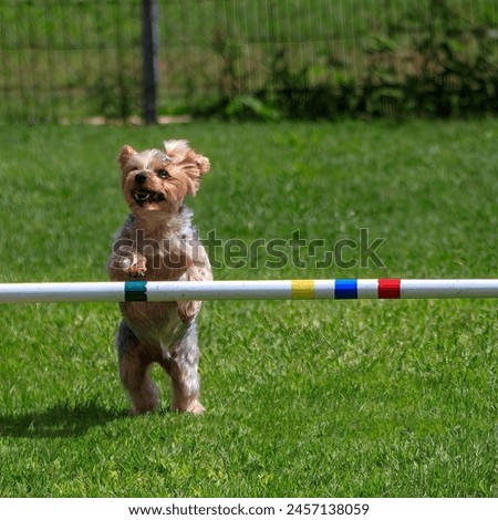 A tiny dog leaps over a high bar at her agility training class