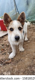 A tiny dog that is hungry