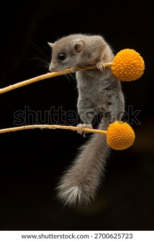 Tiny Dormouse Perched on Bright Yellow Flowers