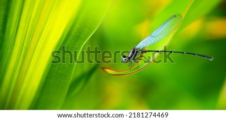 Tiny dragonfly with Nature of green leaf in garden at summer.Natural green leaves plants using as spring background cover page greenery environment ecology wallpaper.Focus blurred with select focus.