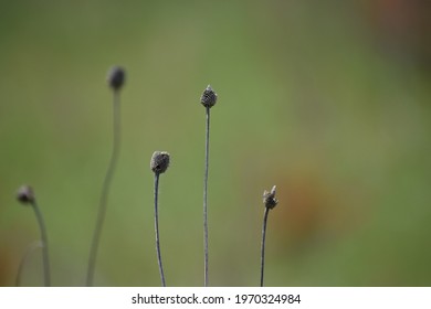 tiny dried plants in spring