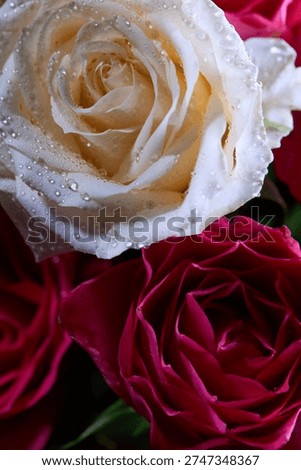 Tiny droplets of dew cling to the petal surfaces, glistening like miniature jewels. rose vivid color. dreamy, intimate atmosphere, with only the foremost petals and droplets rendered in crisp detail