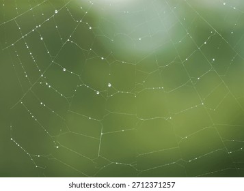 Tiny droplets of dew or rain cling to a spider web, sparkling after a fresh rainfall