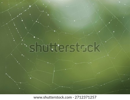 Tiny droplets of dew or rain cling to a spider web, sparkling after a fresh rainfall