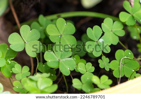 tiny drops of water on the leaves of some clovers inside a masseter