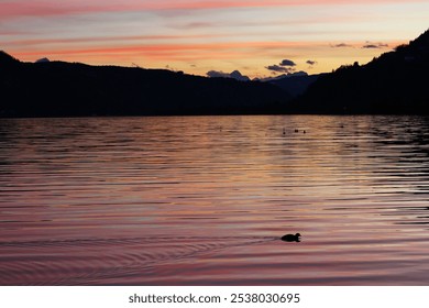 Tiny duck silhouette after the sunset on  lake in orange and pink colors - Powered by Shutterstock