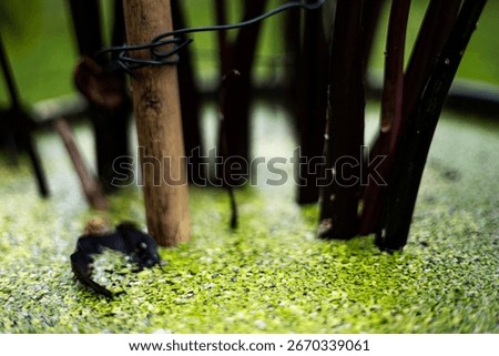 Tiny Duckweed Floating In Lotus Basin
A cluster of tiny duckweed floats in a lotus basin under soft light, perfect for natural water feature photo displays.