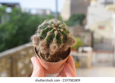Tiny Echinopsis multiplex cactus in a small brown plastic pot