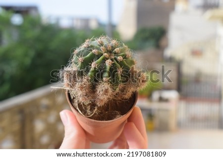 Tiny Echinopsis multiplex cactus in a small brown plastic pot