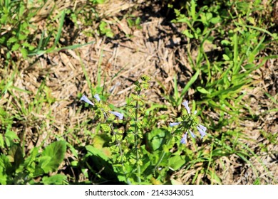 tiny elongated closed purple flowers in a field