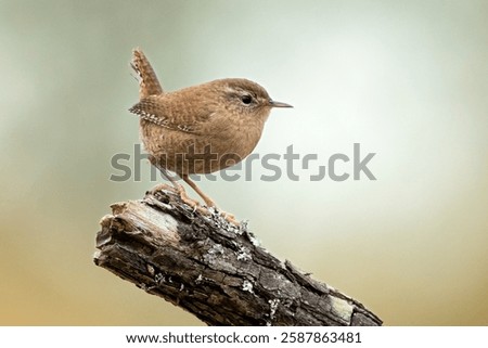 A tiny Eurasian wren (Troglodytes troglodytes) perches on a mossy branch, its round body and short tail held upright as it sings its powerful song, bringing life to the quiet winter landscape.