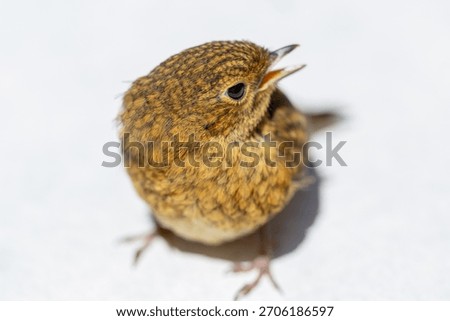 A tiny European robin (Erithacus rubecula) chick sits on a bright white background, showing soft feathers and a curious gaze. 