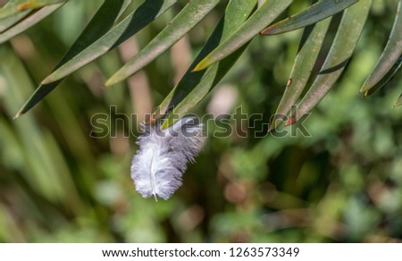 A tiny feather isolated suspended from a green leaf in the garden image for background use with copy space in landscape format
