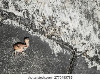 A tiny featherless newborn hatchling bird lying on a dark textured pavement