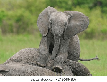 Tiny feet, colossal heart: a baby elephant's journey begins. - Powered by Shutterstock