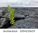 Tiny fern seedling sprouting from new black lava rock