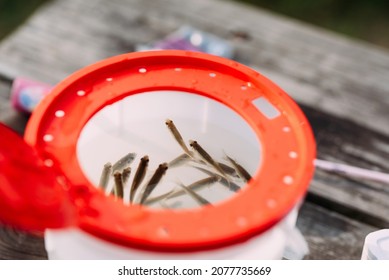 Tiny Fish In A Bait Bucket