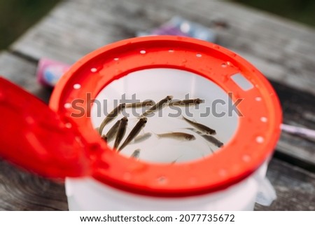 Tiny fish in a bait bucket
