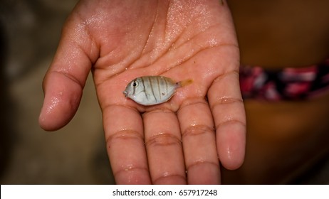 tiny fish in hand