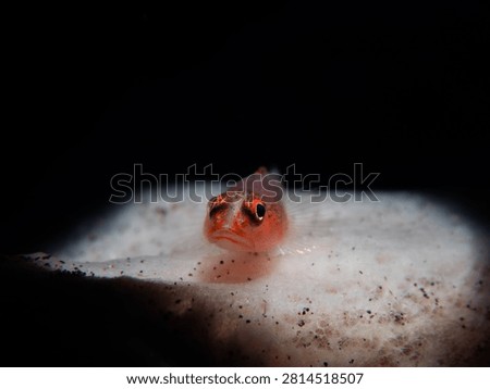 tiny fish resting on coral in dark underwater environment
