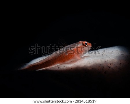 tiny fish resting on coral reef in dark underwater environment