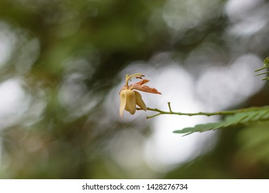 Tiny Flower with Bokeh Background.