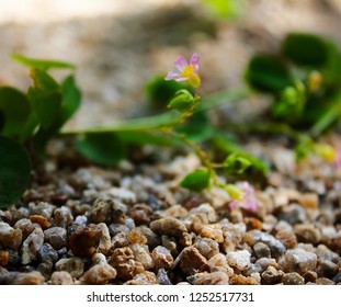 Tiny Flower Close Up With Bokeh