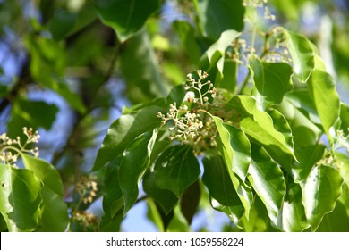 The tiny flower foliage of the blooming Comphor Tree (Cinnamomum camphora) 