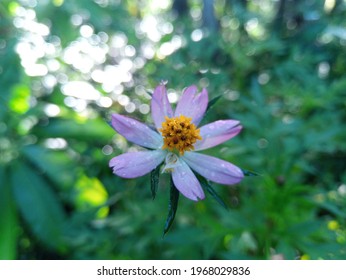 A tiny flower look close up