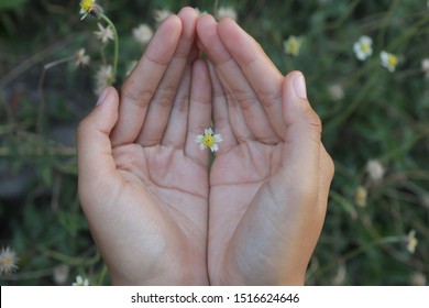 Tiny flower in an open hand. Top view of human hand holding little flower.  The concept symbol of acceptance, love, care, appreciation and forgiveness.