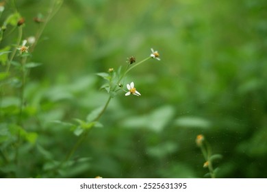 tiny flower with spider web close up in forest - Powered by Shutterstock