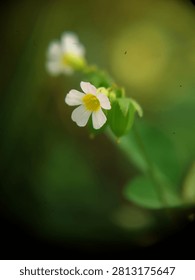 A tiny flower 
This flower grows among the bushes in the yard Its tiny form often goes unnoticed by people