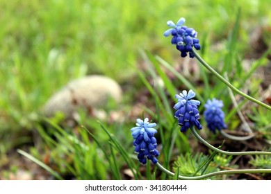 Tiny flowers