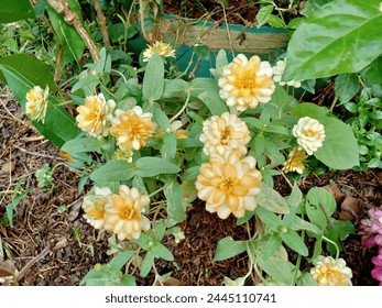tiny flowers in the garden
